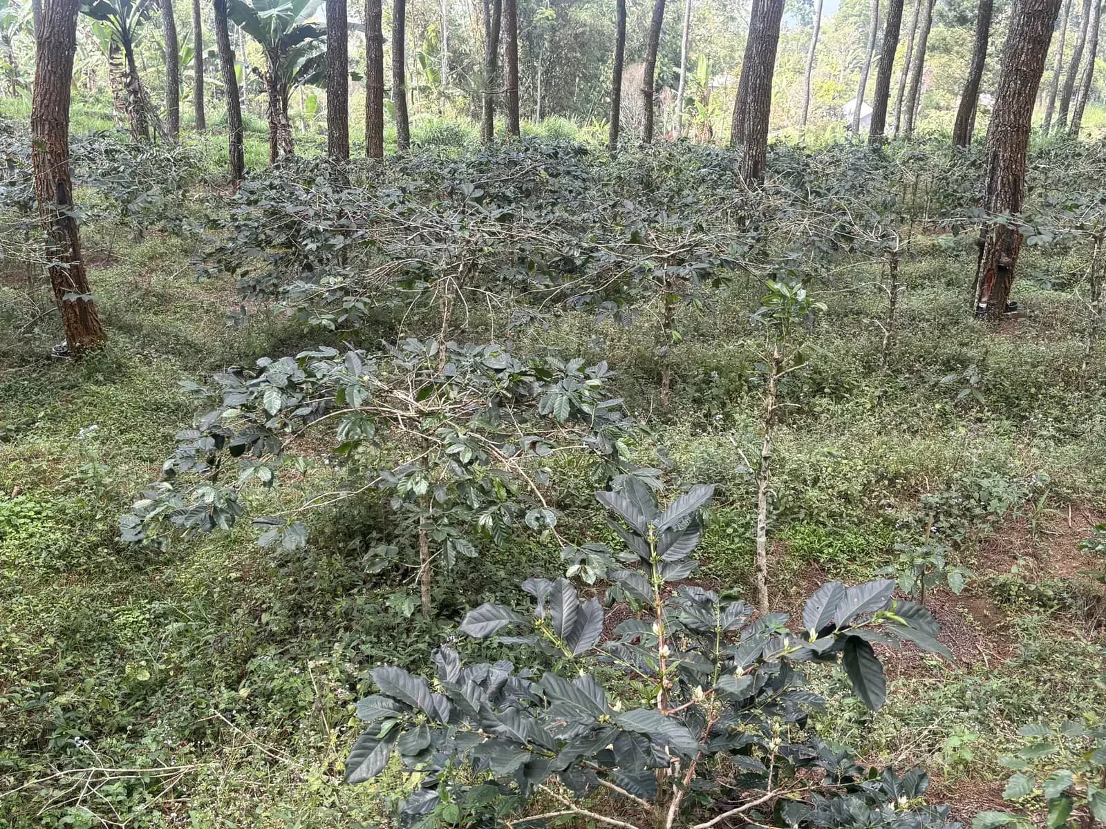 Buah kopi merah di kebun warga Dusun Segelan, Desa Balesari, lereng Gunung Kawi
