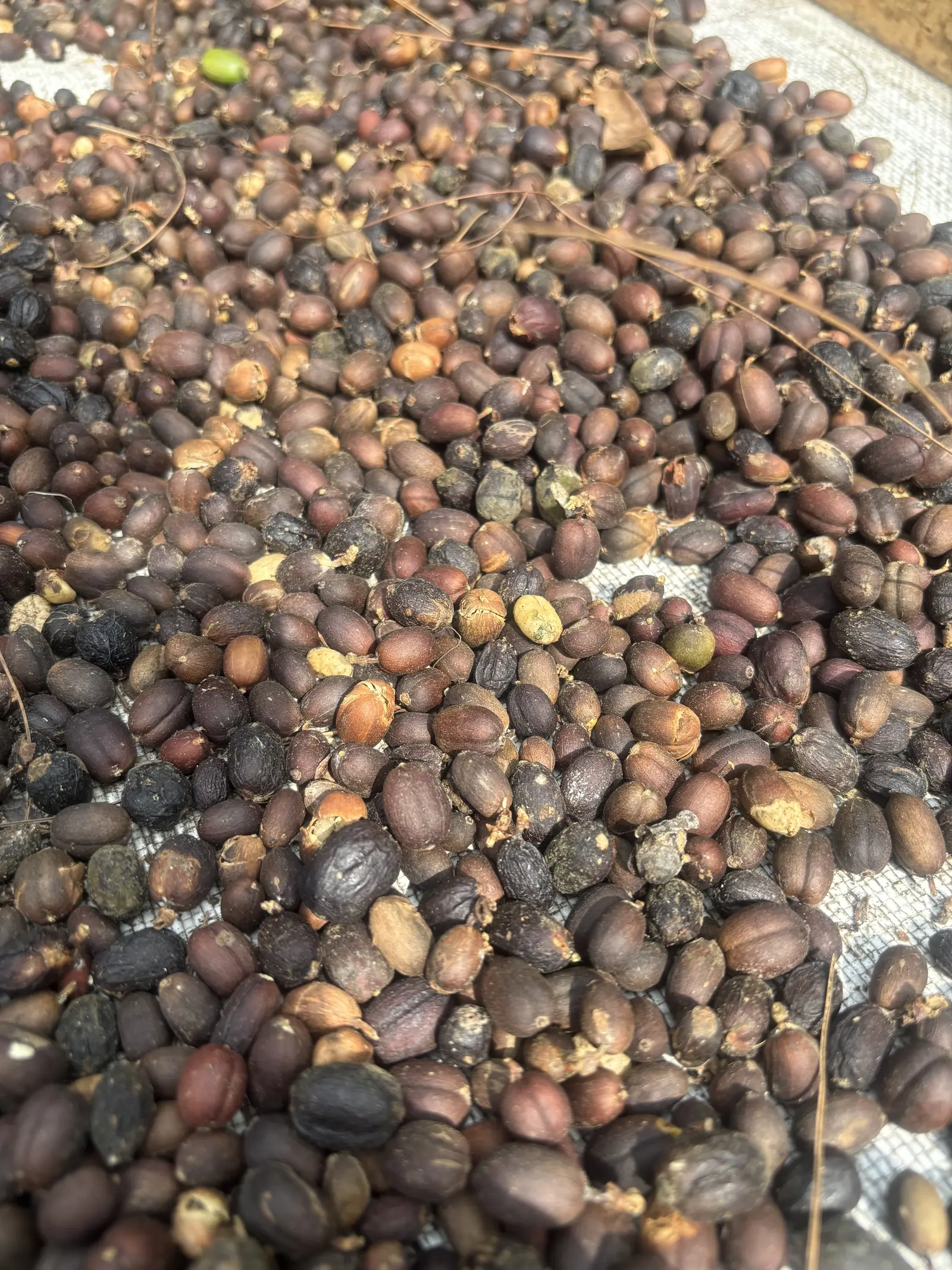Biji kopi sangrai dari kebun warga Desa Balesari di lereng Gunung Kawi