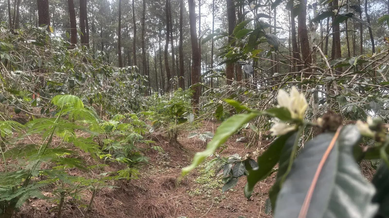 Proses penjemuran biji kopi di halaman rumah warga Balesari