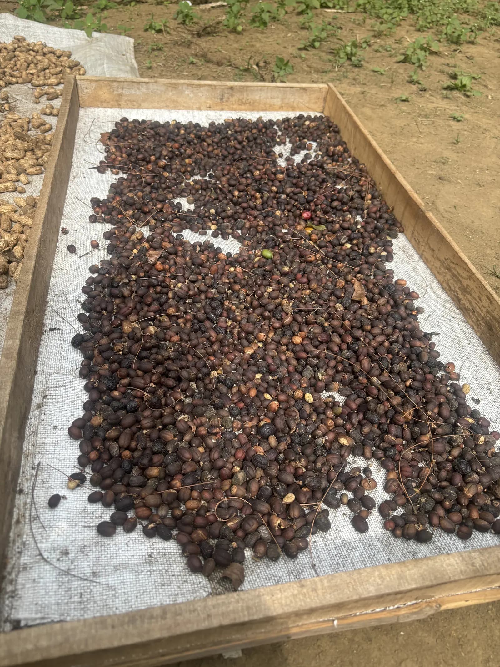 Penyangraian kopi secara tradisional menggunakan wajan tanah